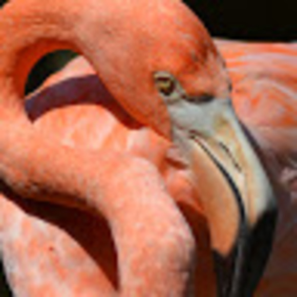 Meet your Posher, Sophie - Picture 1 of 1